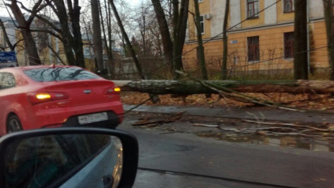 В Воронеже дерево рухнуло на проезжую часть