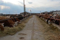 Россошанский фермер получил на развитие животноводства 24 млн рублей субсидии