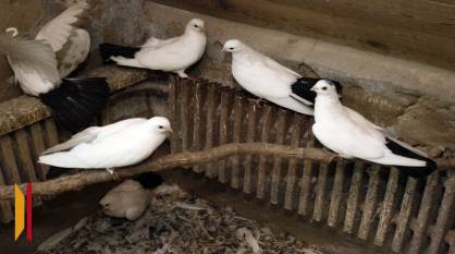 Воронежцам рассказали о появившихся в России чипированных голубях-биодронах