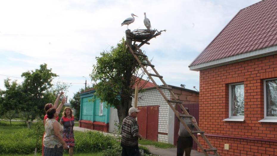 В центре Борисоглебска аисты облюбовали декоративное гнездо 