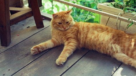 Жаркая погода и дождь придут в Воронеж в предстоящие выходные