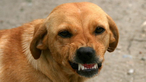 Агрессивное животное выявили на месте нападения бродячих собак на жительницу Воронежа