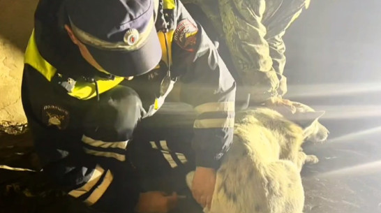 По зову сердца: в Воронежской области полицейские спасли сбитую иномаркой собаку