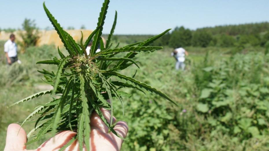 Житель Лискинского района хранил у себя дома почти полтора килограмма марихуаны