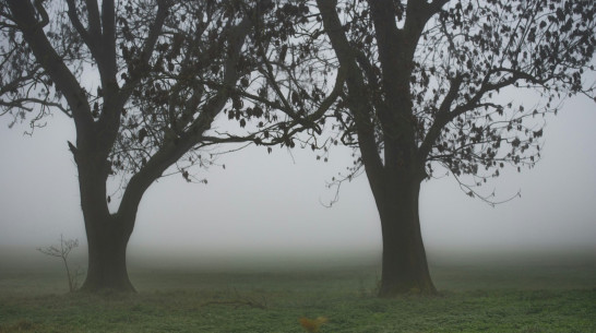 Пропавшего пациента больницы в Воронеже нашли мертвым