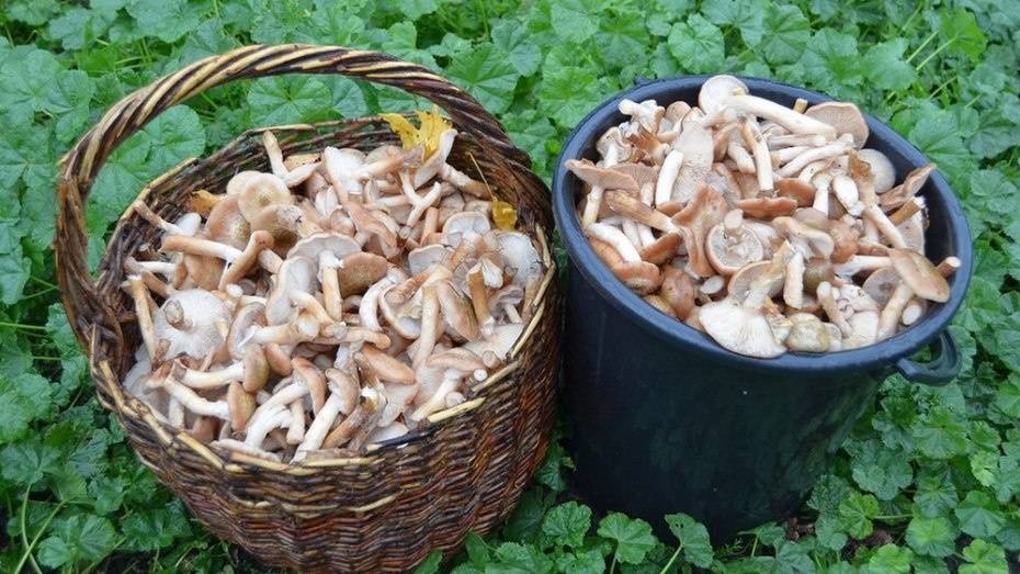 Скончался 63-летний мужчина, отравившийся грибами в Терновском районе  
