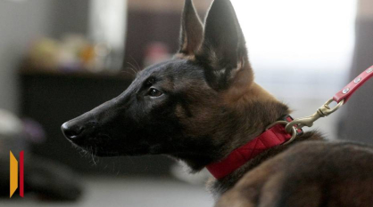 Служебная собака помогла транспортным полицейским задержать воронежца с партией мефедрона