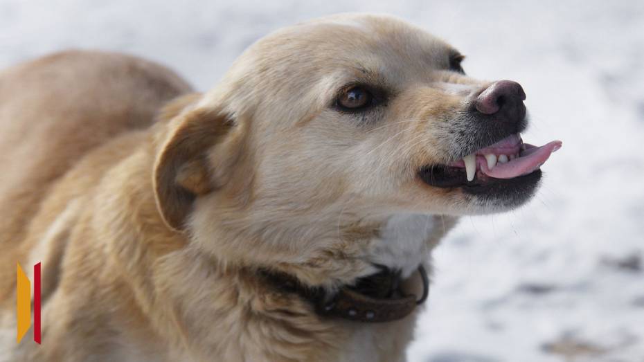 За 2025 год в Воронежской области 33 животных заразились бешенством