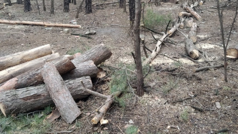 Воронежцы пожаловались на вырубку деревьев в парке
