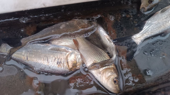 В Воронежское водохранилище выпустили еще 365 тыс мальков толстолобика