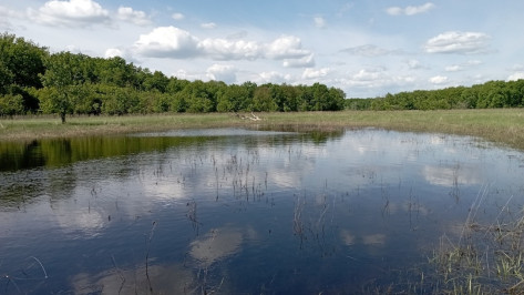 «Чужеродного вселенца» обнаружили в водоемах Воронежской области