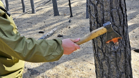 В Воронеже возбуждено уголовное дело по факту незаконной вырубки более 2 тысяч деревьев