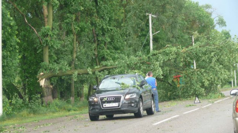Под Воронежем поваленное ураганом дерево упало на проезжавший автомобиль