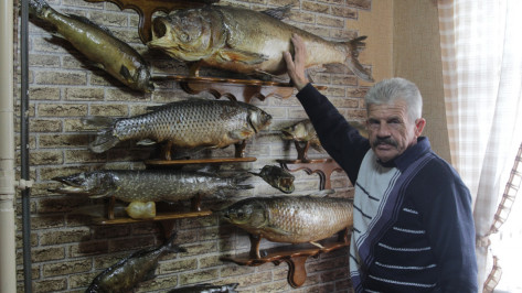 Рыба на полке. Зачем житель Воронежской области делает чучела из обитателей Битюга