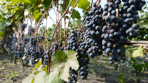 До 1,5 тонн винограда запланировали собрать в Верхнемамонском районе Воронежской области