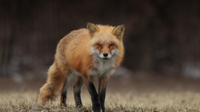 В Каменском районе Воронежской области обнаружили очаг бешенства животных