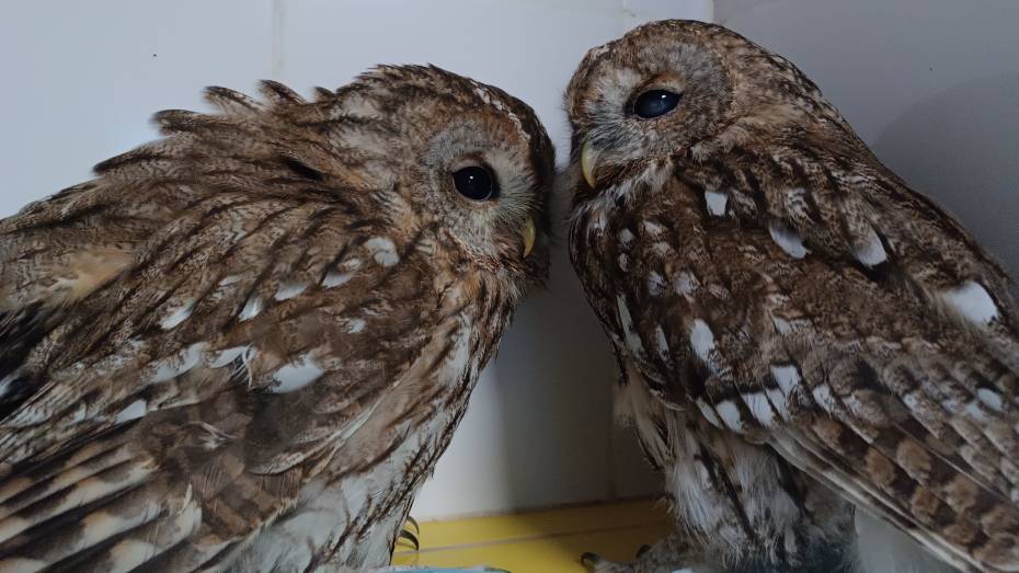 Воронежские волонтеры пришли на помощь раненым совам
