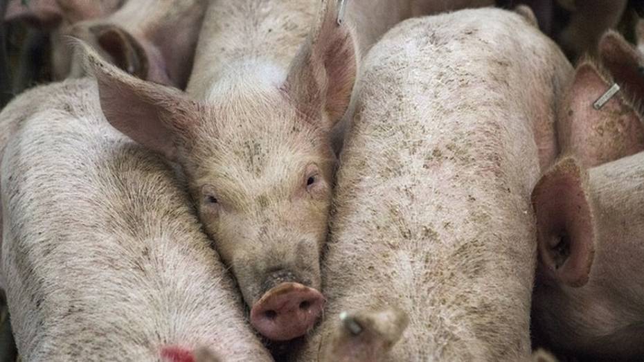 В Воронежской области выявили новый очаг африканской чумы свиней