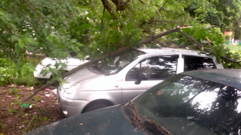 В Воронеже дерево упало на припаркованные машины