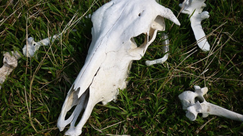 Нарушения при утилизации останков сельхозживотных выявили в 14 районах Воронежской области