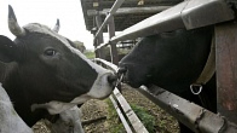 На развитие семейных животноводческих ферм Воронежская область получит более 9,5 млн рублей
