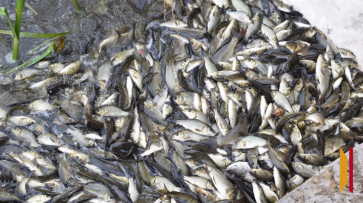 В Воронежской области в реку Дон выпустили более 153 тыс мальков сазана