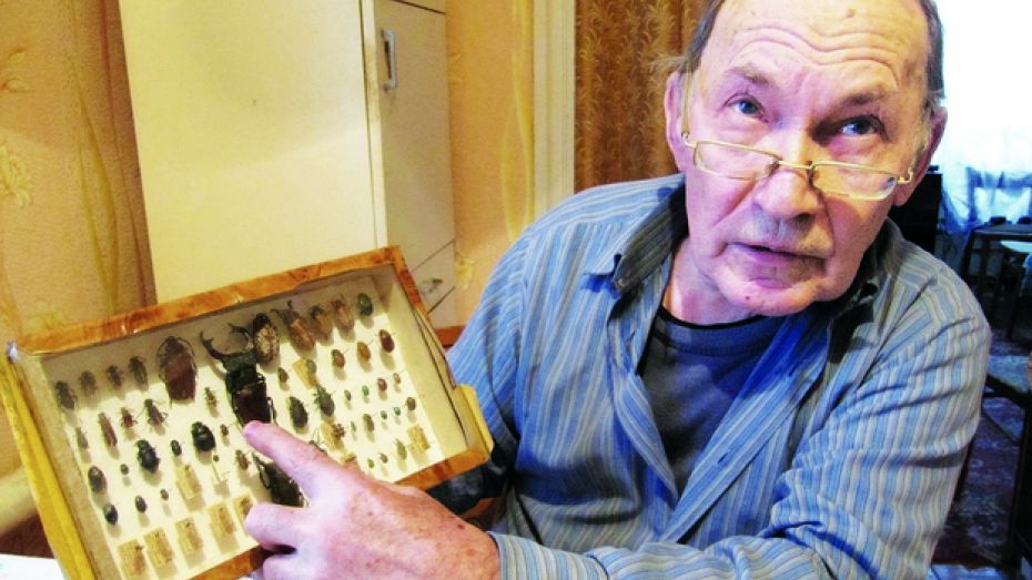 Бобровский энтомолог подарил местному краеведческому музею коллекцию насекомых