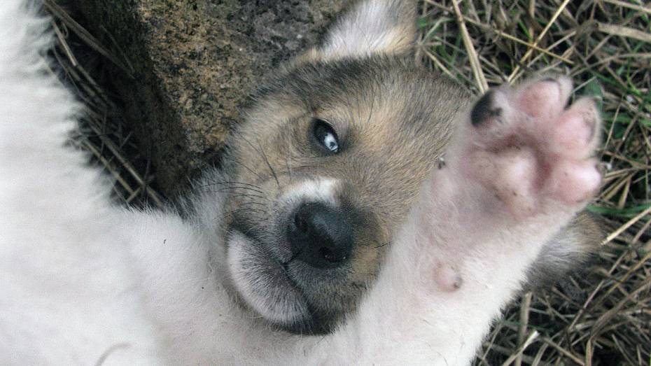 Воронежцев попросили помочь собакам из приютов