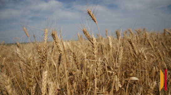 Воронежские приставы взыщут с фермера почти 7-миллионный долг пшеницей и горохом