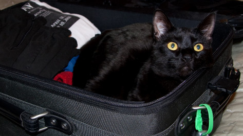 Воронежцы вывезли домашних питомцев в Таиланд и Канаду