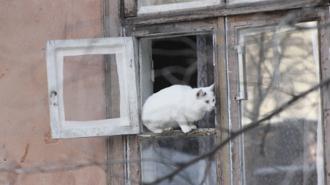 Наркоман вломился в окно к жительнице Воронежа