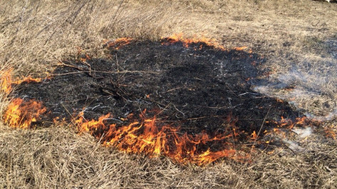 В Воронежской области пожароопасность снизилась до минимума