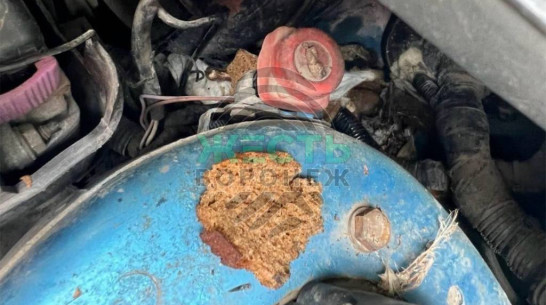 В Воронеже крысы атаковали припаркованные у домов автомобили