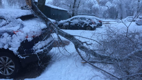 Спасатели получили 316 заявок об упавших в Воронеже деревьях за неделю