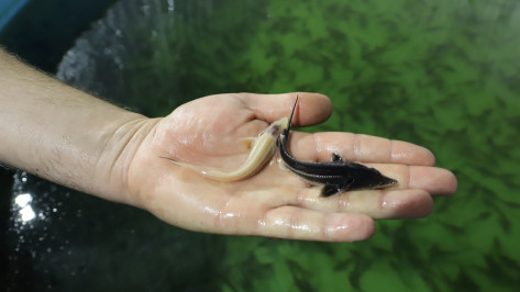 В воронежский Битюг выпустили около 40 тыс мальков краснокнижной стерляди