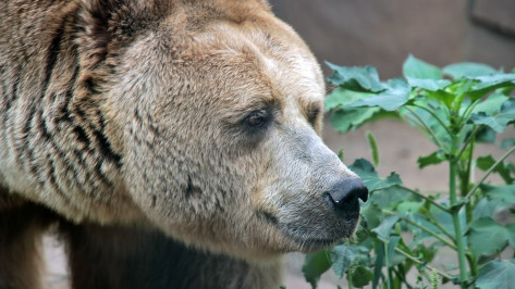 Пожилой медведь Воронежского зоопарка впервые вышел на прогулку