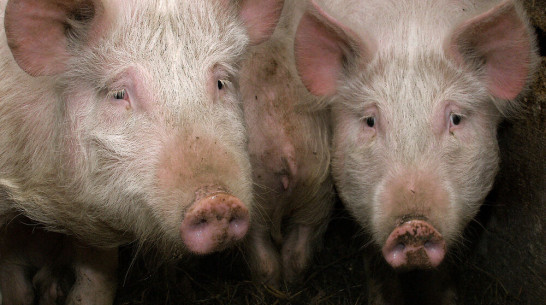 Воронежстат пересчитал весь скот в регионе