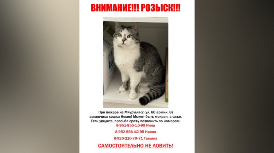 В Воронеже нашли сбежавшую во время пожара кошку Носик