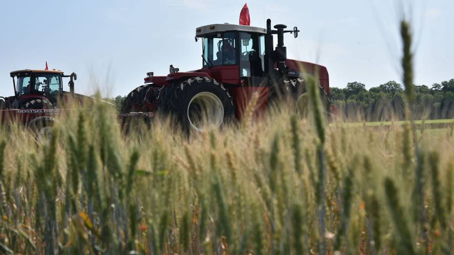 В ГК «Продимекс» ожидают высокий урожай зерновых в Воронежской области
