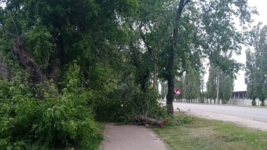 За сутки поступило 28 заявок об упавших деревьях в Воронеже