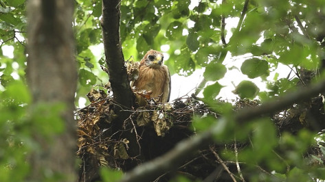 В Воронежском заповеднике появились 2 птенца орла-карлика