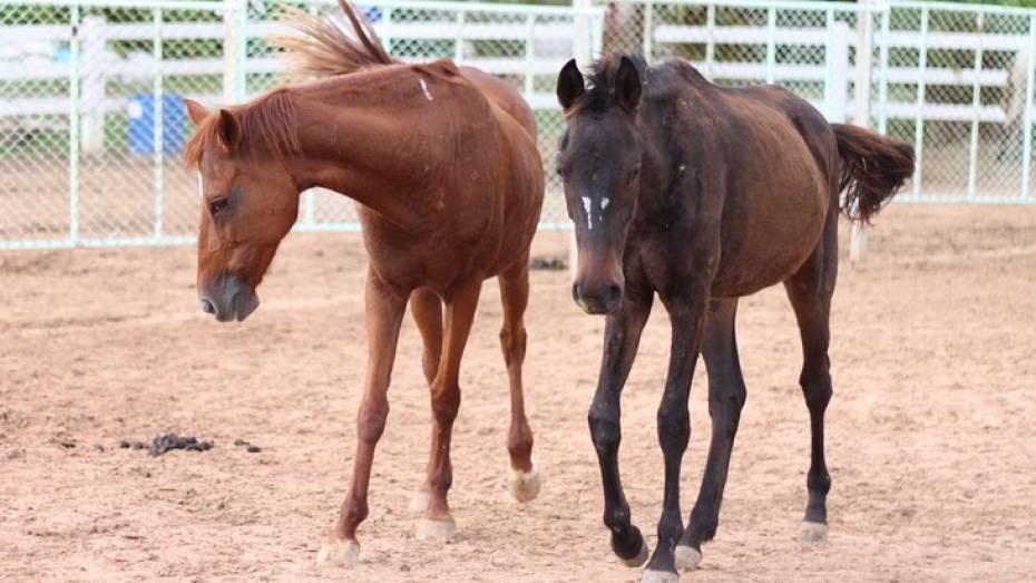 В Воронежском зоопарке лошадей переведут в открытую конюшню