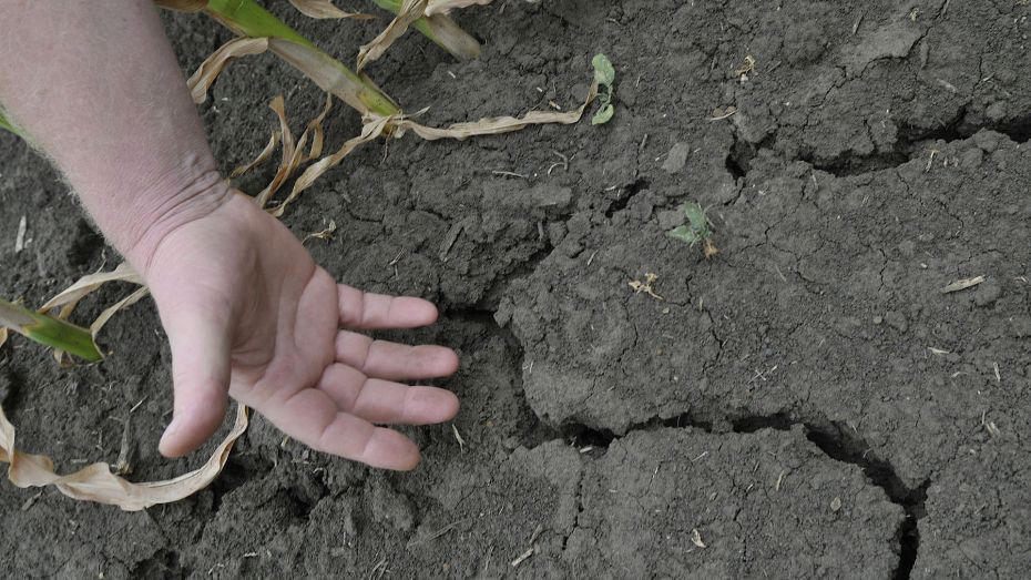 Гидрометцентр России: летом Воронежской области может грозить засуха