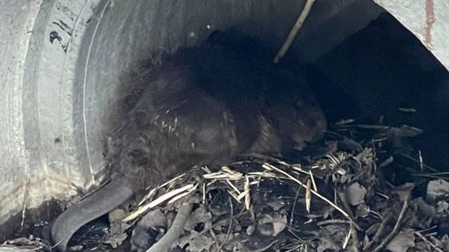 Бобра обнаружили в ручье посреди Центрального парка Воронежа