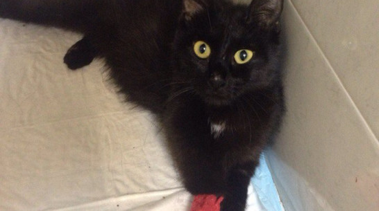 Воронежские зоозащитники объявили сбор денег на МРТ для больной кошки