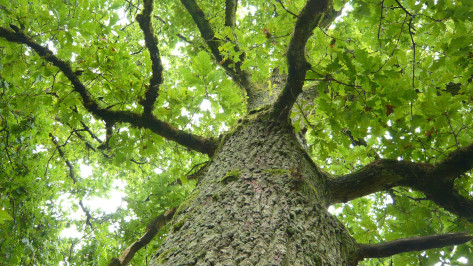 Воронежцу выплатили 450 тыс рублей за испорченный отдых и упавший на машину дуб