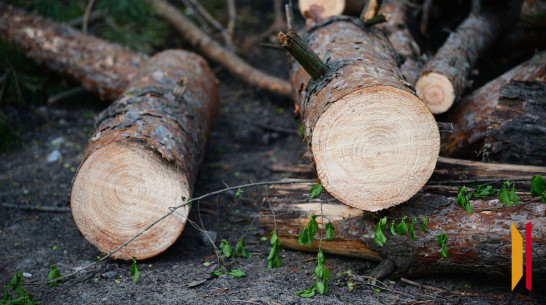 Воронежский лесник за 15 тыс рублей помог черным лесорубам спилить 89 сосен