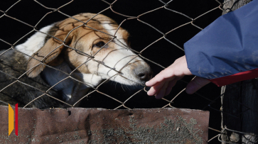 В Рамонском районе Воронежской области неизвестные травят собак
