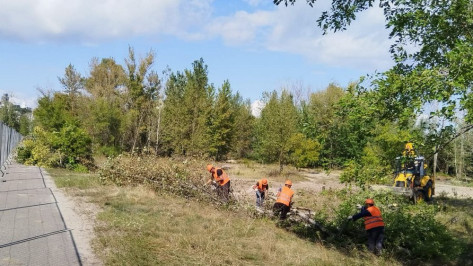 В Воронеже выдали разрешение на вырубку 268 деревьев на набережной