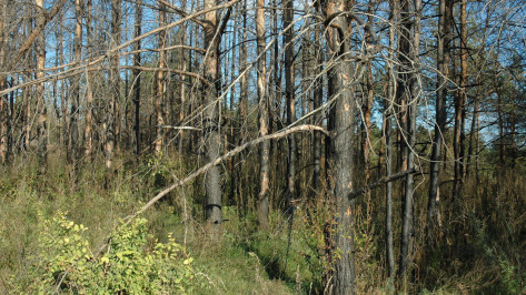 Разработка 10-летнего плана для воронежских лесов обойдется в 3,6 млн рублей